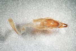   M. alternatus nbsp;genitalia
